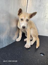 Shelter Stray Male Dog last seen S TAMPICO AND S ROSILLO, 4710 TX-151, San Antonio, TX 78227, USA