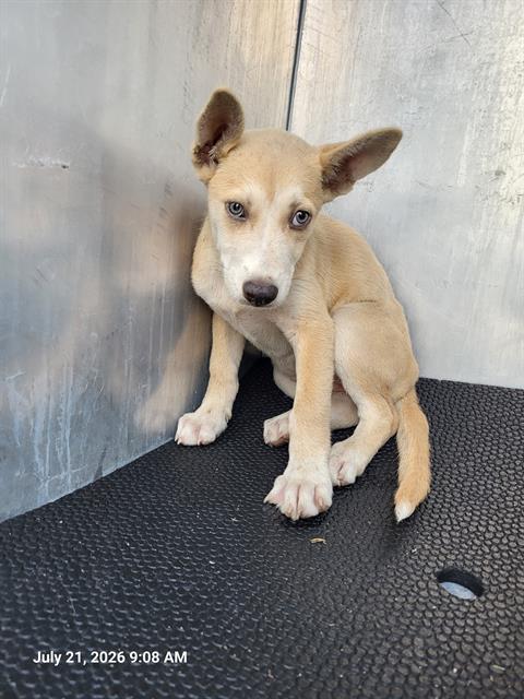 Shelter Stray Male Dog last seen S TAMPICO AND S ROSILLO, 4710 TX-151, San Antonio, TX 78227, USA
