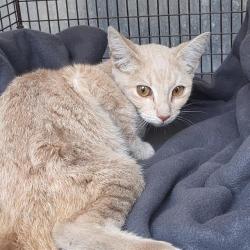 Shelter Stray Male Cat last seen HOWARD, 4710 TX-151, San Antonio, TX 78227, USA