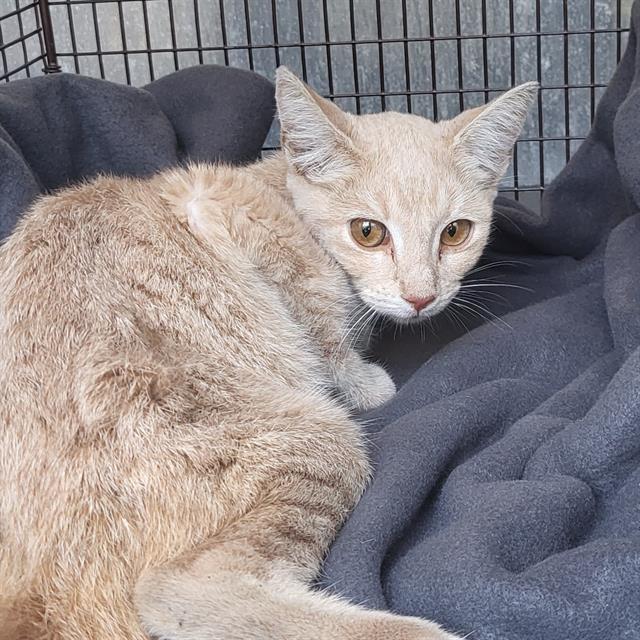 Shelter Stray Male Cat last seen HOWARD, 4710 TX-151, San Antonio, TX 78227, USA
