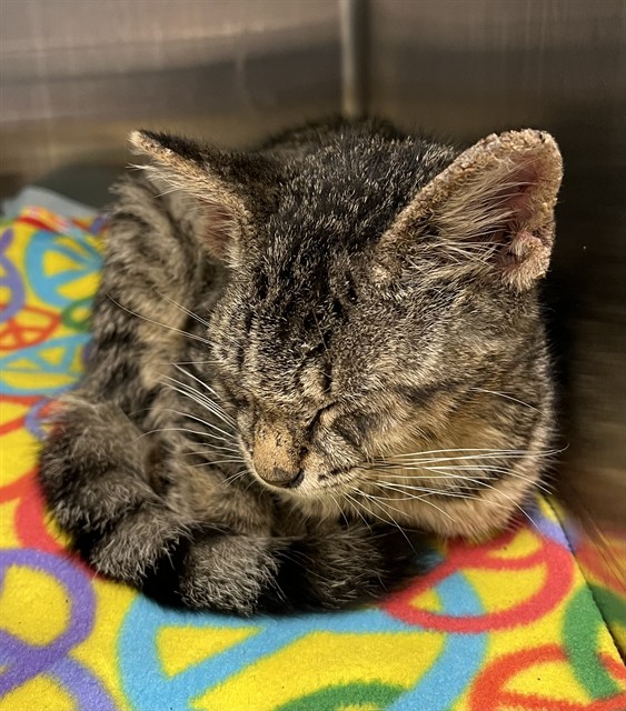 Shelter Stray Male Cat last seen RUBY CT MOUNT DORA, 12280 County Rd 448, Tavares, FL 32778, USA