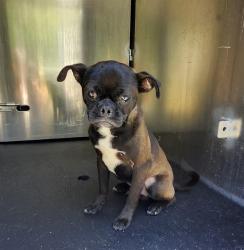 Shelter Stray Male Dog last seen Near BLOCK CERALVO ST, 4710 TX-151, San Antonio, TX 78227, USA