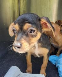 Shelter Stray Female Dog last seen Near BLOCK CERALVO ST, 4710 TX-151, San Antonio, TX 78227, USA