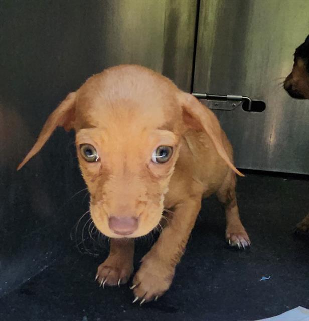 Shelter Stray Female Dog last seen Near BLOCK CERALVO ST, 4710 TX-151, San Antonio, TX 78227, USA