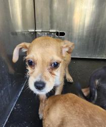 Shelter Stray Female Dog last seen Near BLOCK CERALVO ST, 4710 TX-151, San Antonio, TX 78227, USA