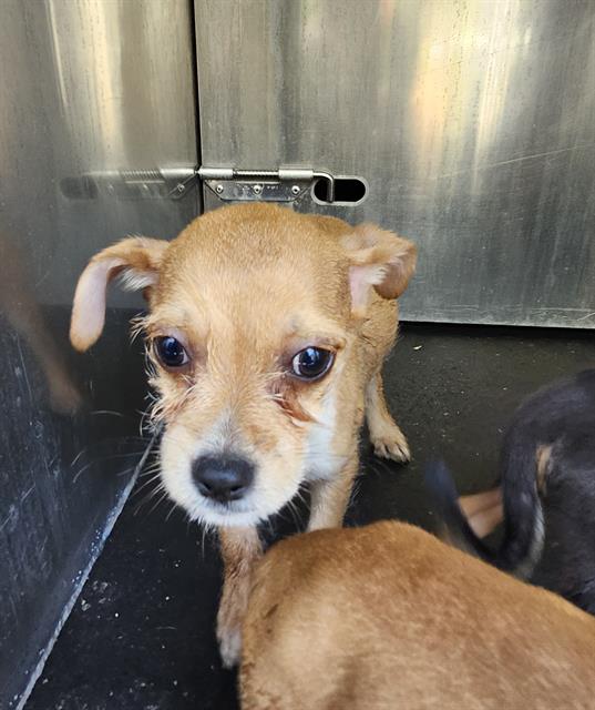 Shelter Stray Female Dog last seen Near BLOCK CERALVO ST, 4710 TX-151, San Antonio, TX 78227, USA