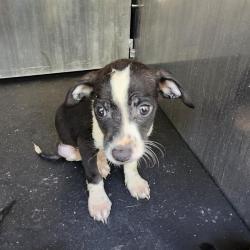 Shelter Stray Male Dog last seen Near BLOCK CERALVO ST, 4710 TX-151, San Antonio, TX 78227, USA