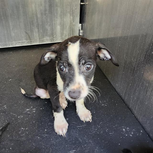 Shelter Stray Male Dog last seen Near BLOCK CERALVO ST, 4710 TX-151, San Antonio, TX 78227, USA