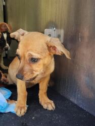 Shelter Stray Female Dog last seen Near BLOCK CERALVO ST, 4710 TX-151, San Antonio, TX 78227, USA