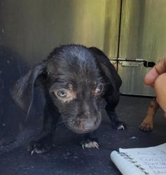 Shelter Stray Male Dog last seen Near BLOCK CERALVO ST, 4710 TX-151, San Antonio, TX 78227, USA