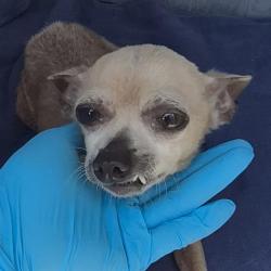 Shelter Stray Female Dog last seen Near BLOCK ARTEAGO, 4710 TX-151, San Antonio, TX 78227, USA