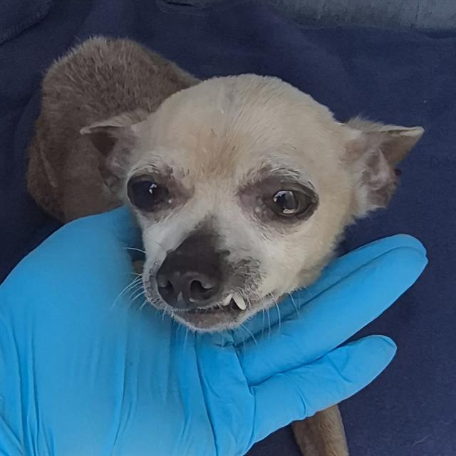 Shelter Stray Female Dog last seen Near BLOCK ARTEAGO, 4710 TX-151, San Antonio, TX 78227, USA