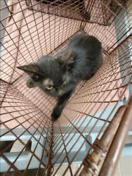 Shelter Stray Unknown Cat last seen , 957 N Gaffey St, San Pedro, CA 90731, USA