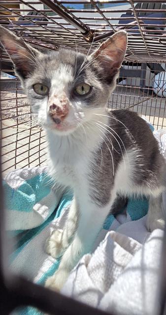 Shelter Stray Female Cat last seen Near BLOCK LINCOLNSHIRE DR, 4710 TX-151, San Antonio, TX 78227, USA