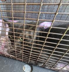 Shelter Stray Male Cat last seen OAK COUNTRY WAY, 4710 TX-151, San Antonio, TX 78227, USA