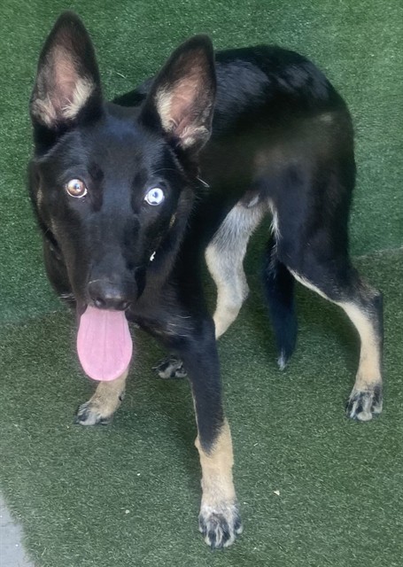 Shelter Stray Male Dog last seen , 5210 W Ave I, Lancaster, CA 93536, USA