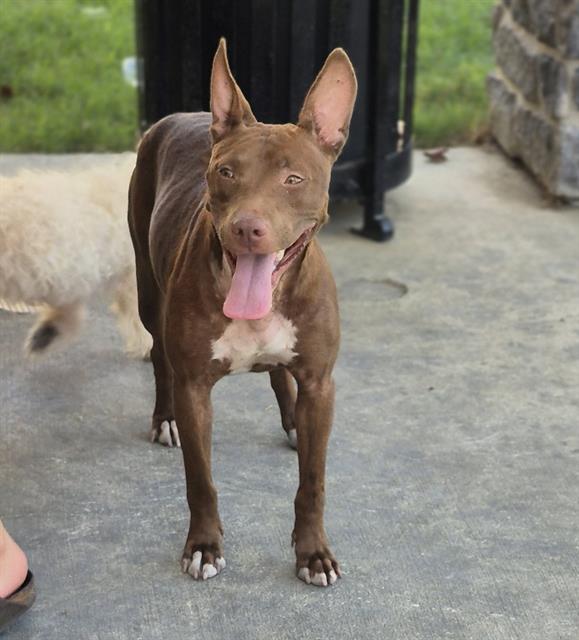 Shelter Stray Female Dog last seen Near BLOCK W MILITARY, 4710 TX-151, San Antonio, TX 78227, USA