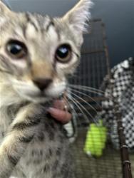 Shelter Stray Female Cat last seen , 4710 TX-151, San Antonio, TX 78227, USA