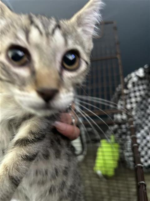 Shelter Stray Female Cat last seen , 4710 TX-151, San Antonio, TX 78227, USA