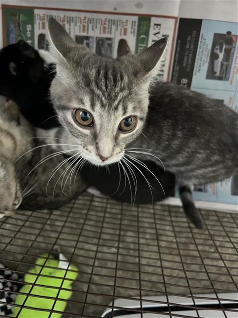Shelter Stray Female Cat last seen , 4710 TX-151, San Antonio, TX 78227, USA