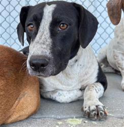 Shelter Stray Female Dog last seen Near BLOCK BRENTWOOD DR, BAKERSFIELD CA 93306, 3951 Fruitvale Ave, Bakersfield, CA 93308, USA