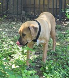 Shelter Stray Female Dog last seen Near BLOCK INGRAM RD, 4710 TX-151, San Antonio, TX 78227, USA