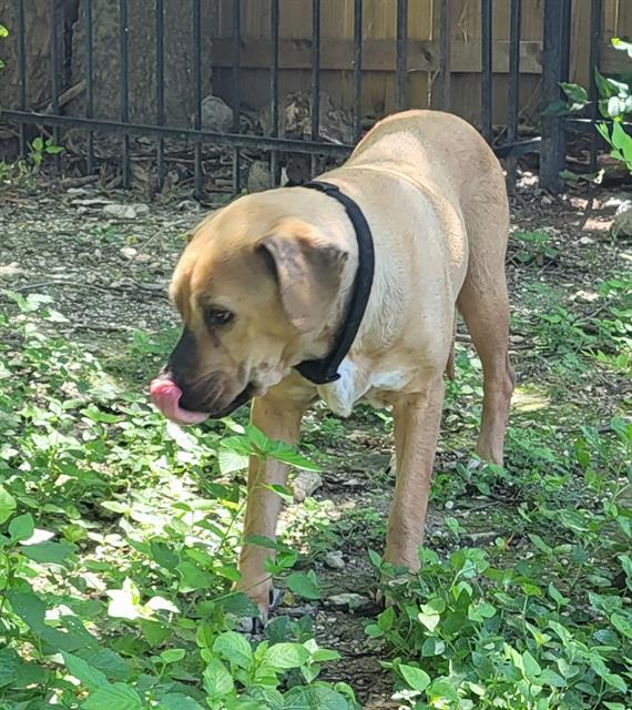 Shelter Stray Female Dog last seen Near BLOCK INGRAM RD, 4710 TX-151, San Antonio, TX 78227, USA