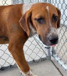 Shelter Stray Male Dog last seen Near BLOCK BRENTWOOD DR, BAKERSFIELD CA 93306, 3951 Fruitvale Ave, Bakersfield, CA 93308, USA