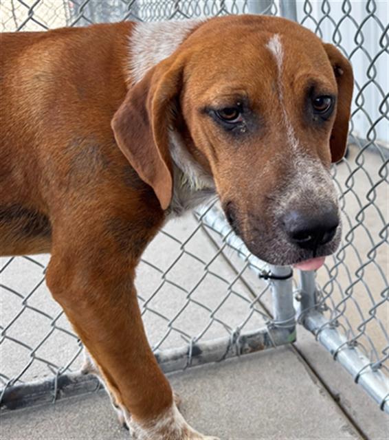 Shelter Stray Male Dog last seen Near BLOCK BRENTWOOD DR, BAKERSFIELD CA 93306, 3951 Fruitvale Ave, Bakersfield, CA 93308, USA