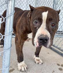 Shelter Stray Female Dog last seen Near BLOCK BRENTWOOD DR, BAKERSFIELD CA 93306, 3951 Fruitvale Ave, Bakersfield, CA 93308, USA
