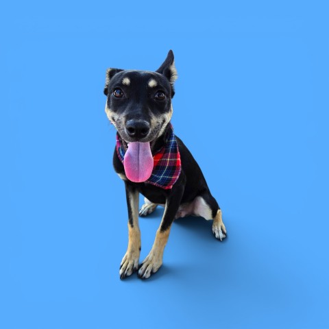 Shelter Stray Male Dog last seen Near E BELLE AVE, BAKERSFIELD CA 93308, 3951 Fruitvale Ave, Bakersfield, CA 93308, USA