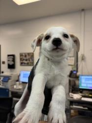 Shelter Stray Female Dog last seen Near BLOCK CALLE BOUGABVILIA, 72050 Pet Land Pl, Thousand Palms, CA 92276, USA