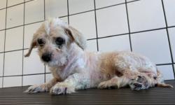 Shelter Stray Female Dog last seen , 11258 Garfield Ave, Downey, CA 90242, USA