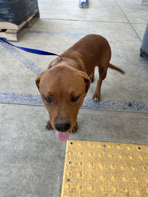 Shelter Stray Female Dog last seen Near BLOCK PHILLIPS ST, LAMONT CA 93241, 3951 Fruitvale Ave, Bakersfield, CA 93308, USA