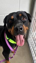 Shelter Stray Female Dog last seen , 4000 N Silverbell Rd, Tucson, AZ 85745, USA