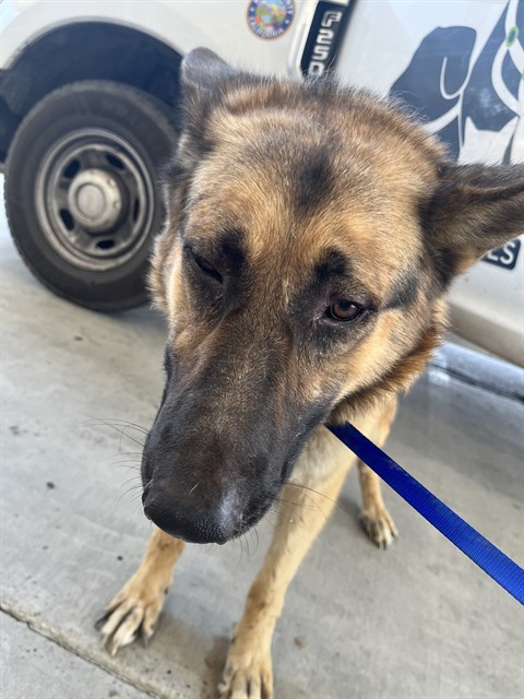 Shelter Stray Male Dog last seen Near BLOCK MOUNTAIN VIEW RD, BAKERSFIELD CA 93307, 3951 Fruitvale Ave, Bakersfield, CA 93308, USA