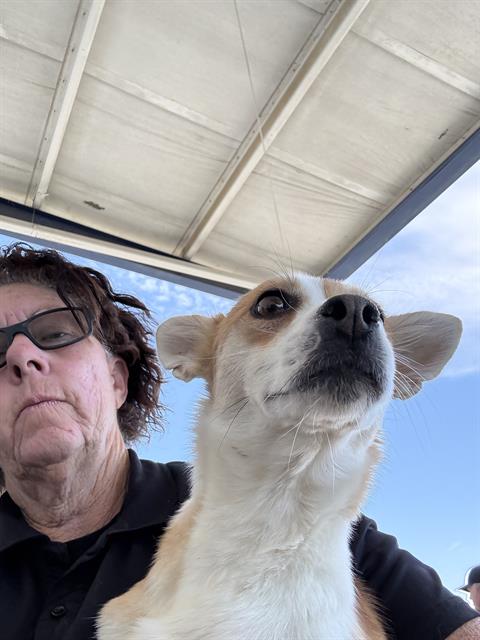 Shelter Stray Male Dog last seen Near BLOCK W ROSAMOND BLVD, ROSAMOND CA 93560, 3951 Fruitvale Ave, Bakersfield, CA 93308, USA