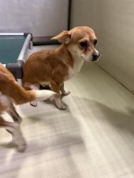 Shelter Stray Female Dog last seen Near BLOCK W ROSAMOND BLVD, ROSAMOND CA 93560, 3951 Fruitvale Ave, Bakersfield, CA 93308, USA