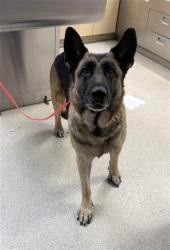 Shelter Stray Female Dog last seen Near BLOCK CEDAR ST, JURUPA VALLEY, CA, 6851 Van Buren Boulevard, Jurupa Valley, CA 92509, USA
