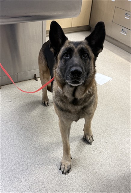 Shelter Stray Female Dog last seen Near BLOCK CEDAR ST, JURUPA VALLEY, CA, 6851 Van Buren Boulevard, Jurupa Valley, CA 92509, USA