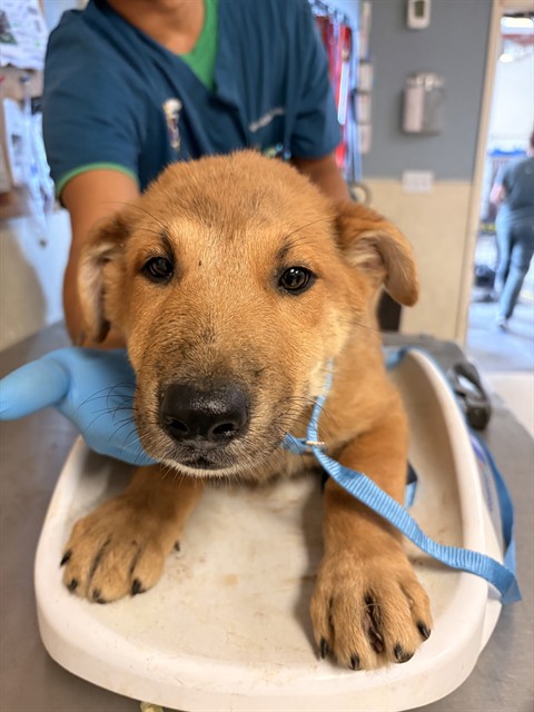 Shelter Stray Male Dog last seen Near BLOCK 50TH ST, JURUPA VALLEY CA 92509, 6851 Van Buren Boulevard, Jurupa Valley, CA 92509, USA