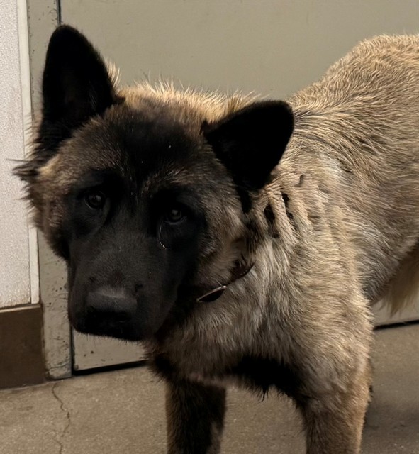 Shelter Stray Male Dog last seen , 4000 N Silverbell Rd, Tucson, AZ 85745, USA