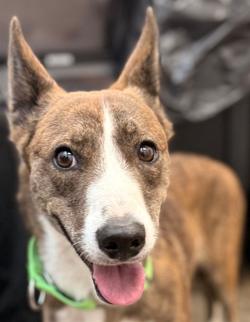 Shelter Stray Female Dog last seen , 4000 N Silverbell Rd, Tucson, AZ 85745, USA