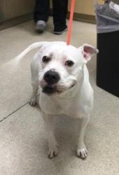 Shelter Stray Female Dog last seen Near BLOCK PIERCE ST, RIVERSIDE, CA, 6851 Van Buren Boulevard, Jurupa Valley, CA 92509, USA