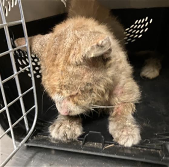 Shelter Stray Unknown Cat last seen Near BLK BLOOMFIELD AVE, CERRITOS, CA 90703, Cerritos, CA 90703, USA