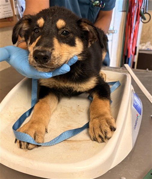 Shelter Stray Female Dog last seen Near BLOCK 50TH ST, JURUPA VALLEY CA 92509, 6851 Van Buren Boulevard, Jurupa Valley, CA 92509, USA