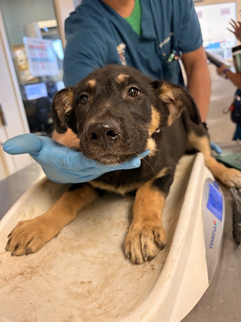 Shelter Stray Female Dog last seen Near BLOCK 50TH ST, JURUPA VALLEY CA 92509, 6851 Van Buren Boulevard, Jurupa Valley, CA 92509, USA