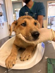 Shelter Stray Female Dog last seen Near BLOCK 50TH ST, JURUPA VALLEY CA 92509, 6851 Van Buren Boulevard, Jurupa Valley, CA 92509, USA