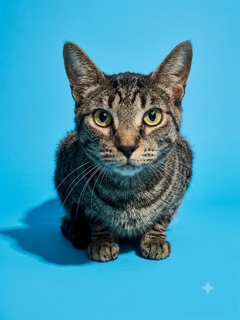 Shelter Stray Female Cat last seen Near BLOCK WESTERN WAY CIR, 2020 Forest St, Jacksonville, FL 32204, USA