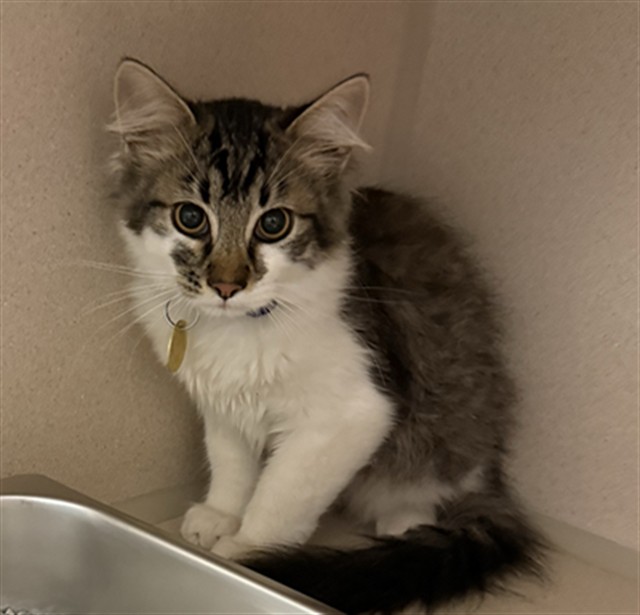 Shelter Stray Male Cat last seen SIEBERT, CO, 4556 Castleton Ct, Castle Rock, CO 80109, USA
